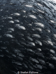 Too much too soon ... !

Big Eye Travely - Caranx sexfa... by Stefan Follows 